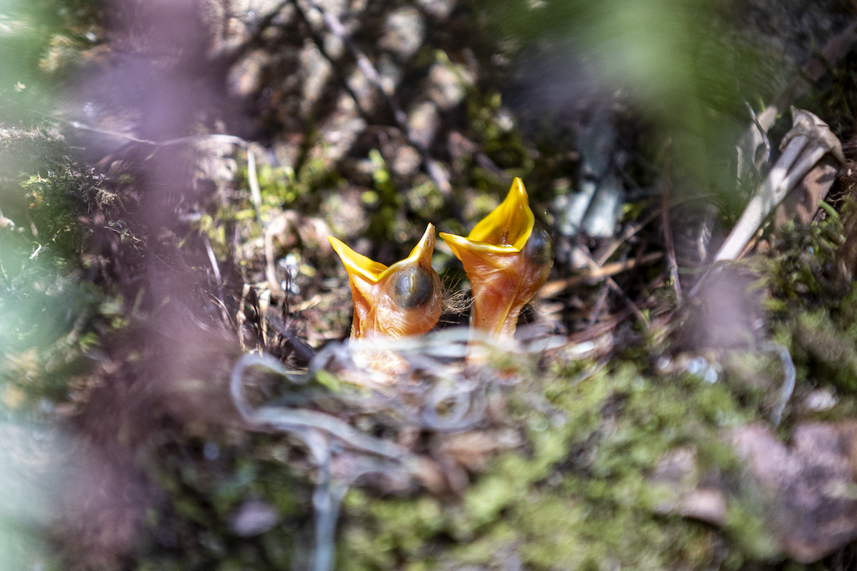 Pale-breasted Thrush - ML617403359