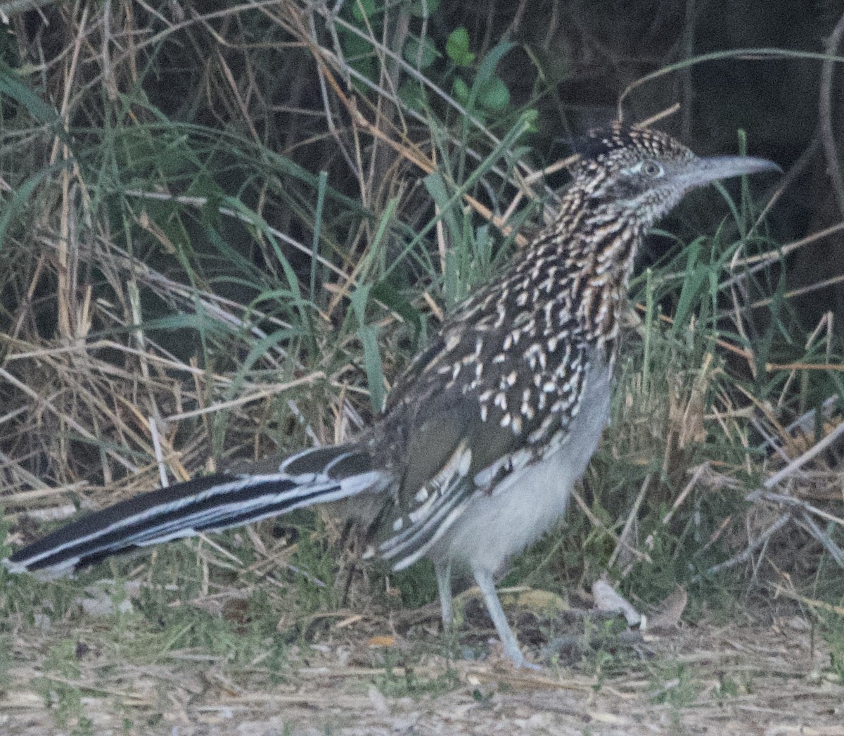 Greater Roadrunner - don mcgregor