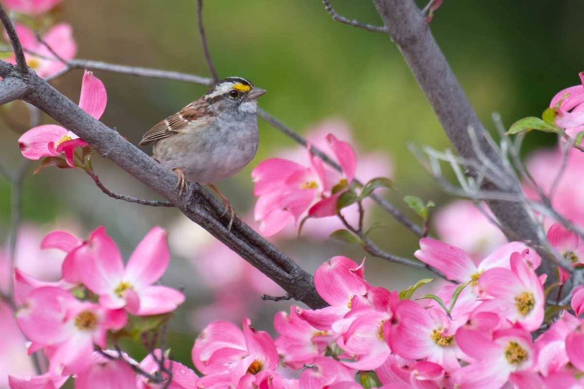 White-throated Sparrow - Della Alcorn