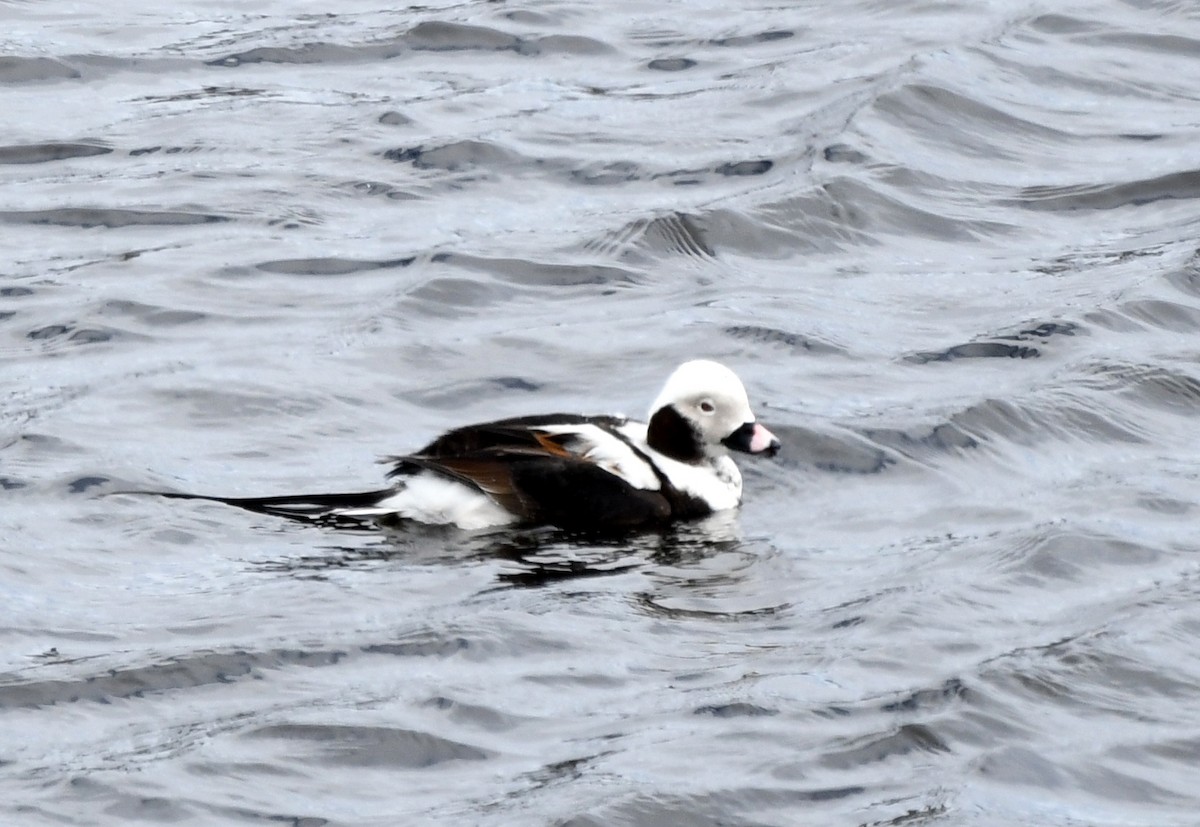 Long-tailed Duck - roger beaupre