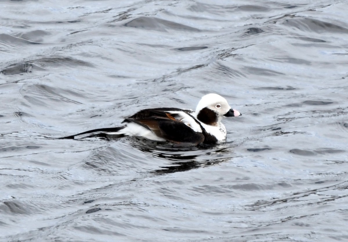 Long-tailed Duck - roger beaupre