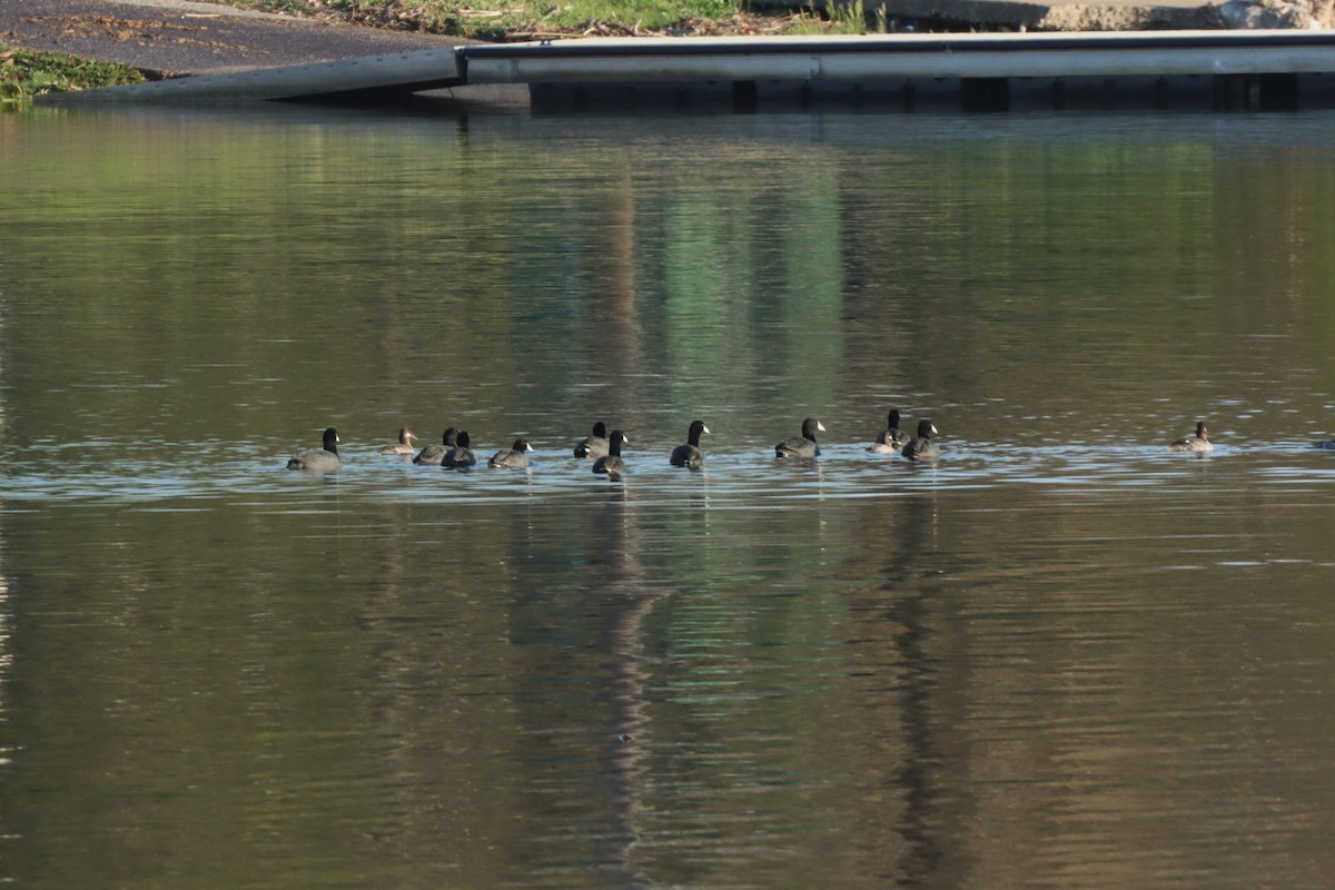 American Coot - ML617403417