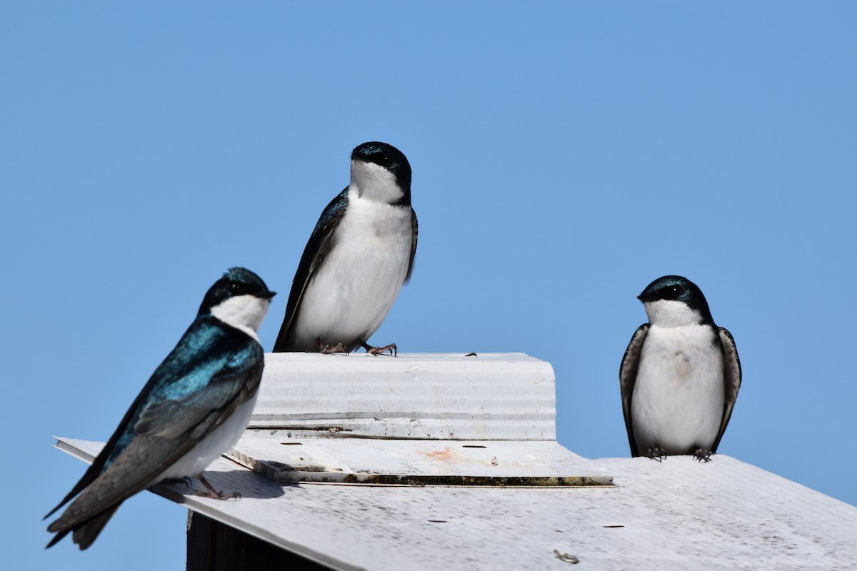 Tree Swallow - ML617403478