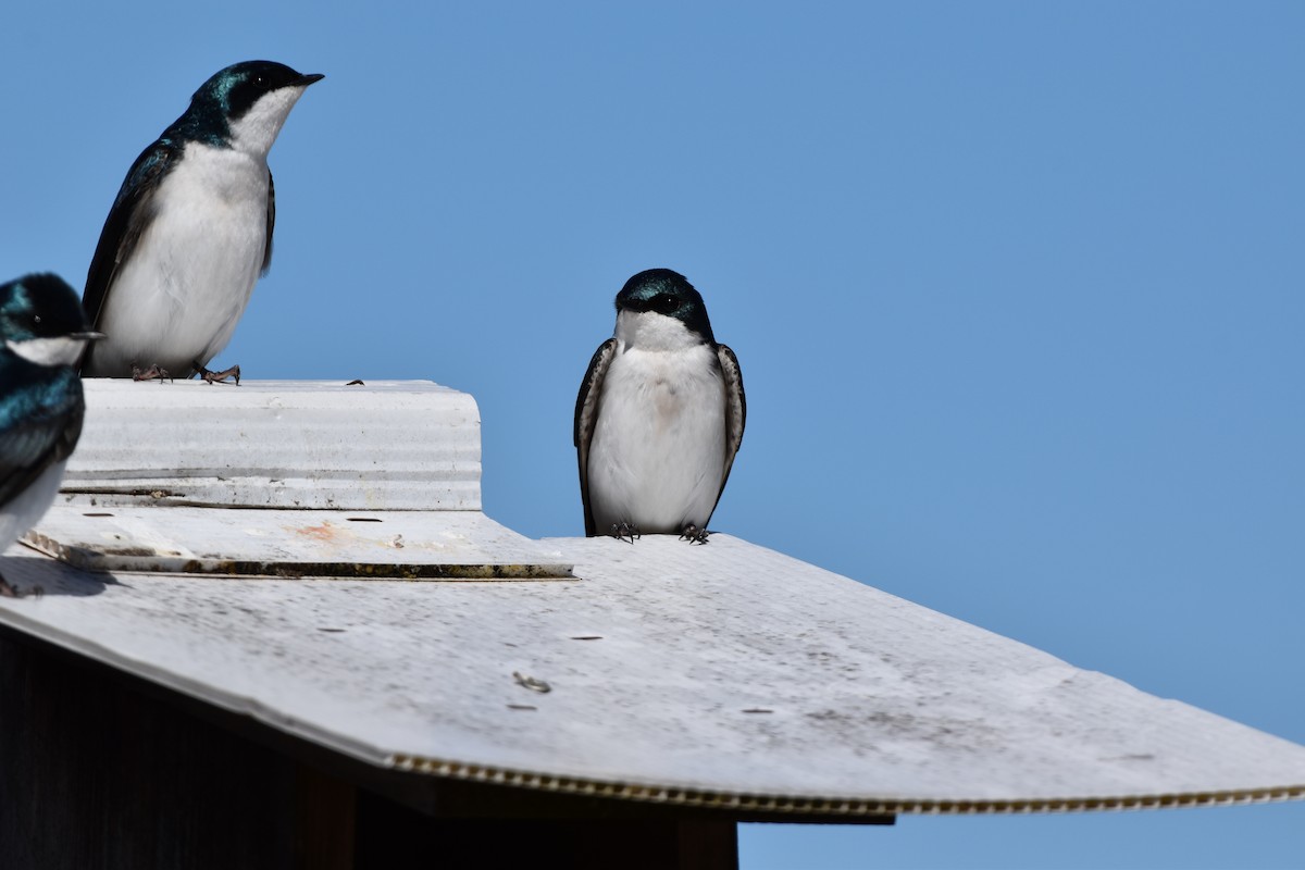 Tree Swallow - ML617403489