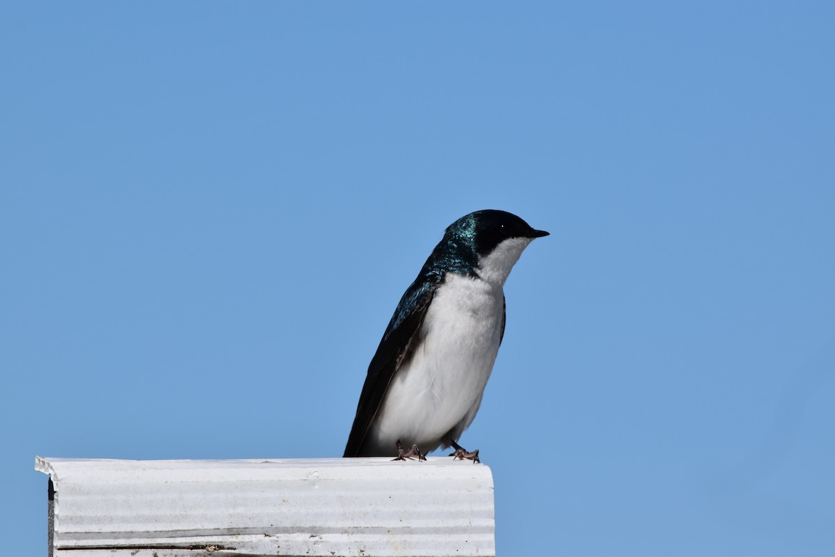 Tree Swallow - ML617403490