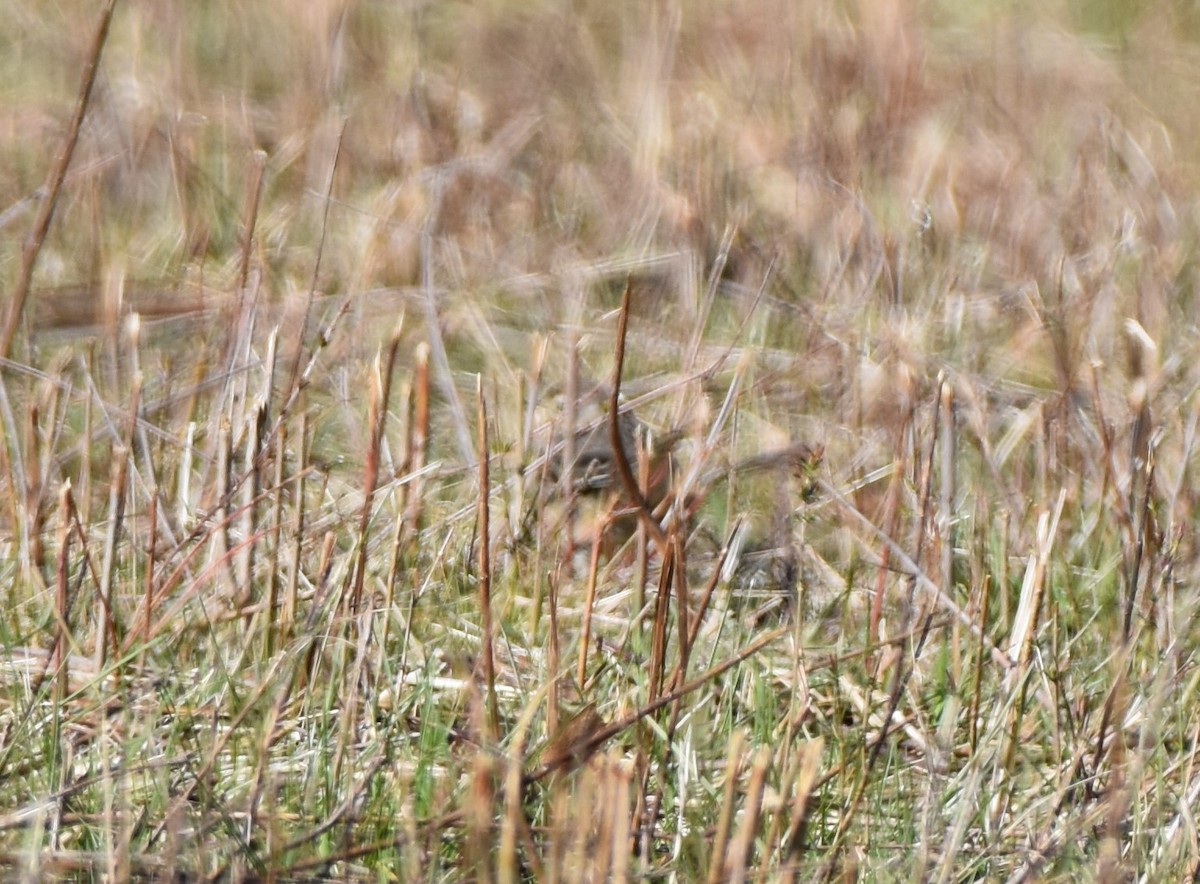 Horned Lark - ML617403494