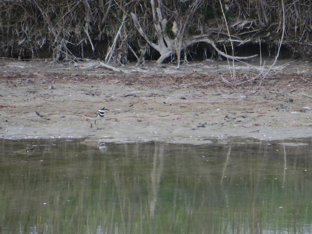 Killdeer - ML617403512