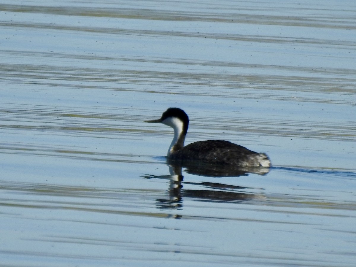 Western Grebe - ML617403523