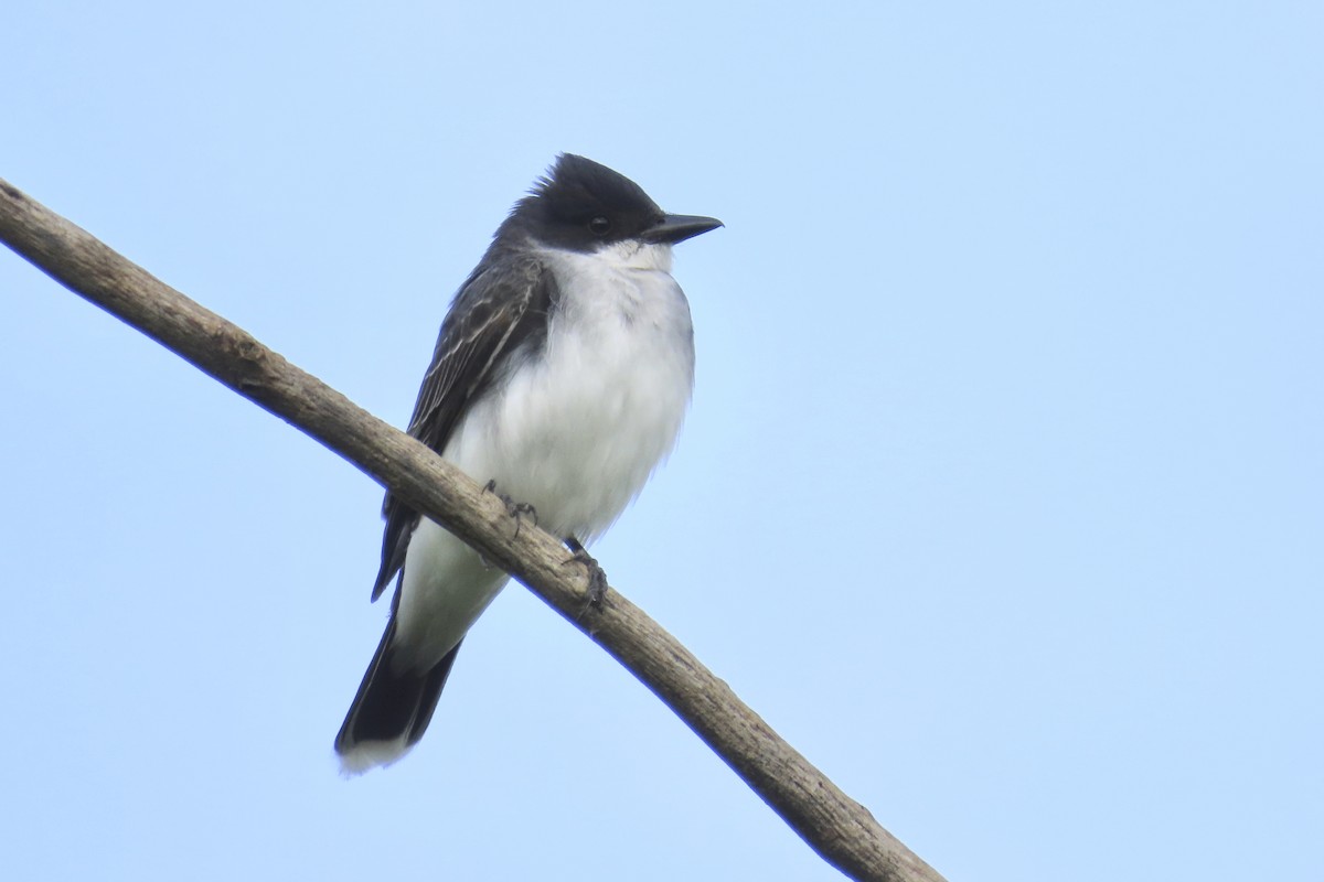 Eastern Kingbird - Andrew Bendall