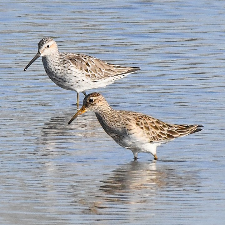 Graubrust-Strandläufer - ML617403540