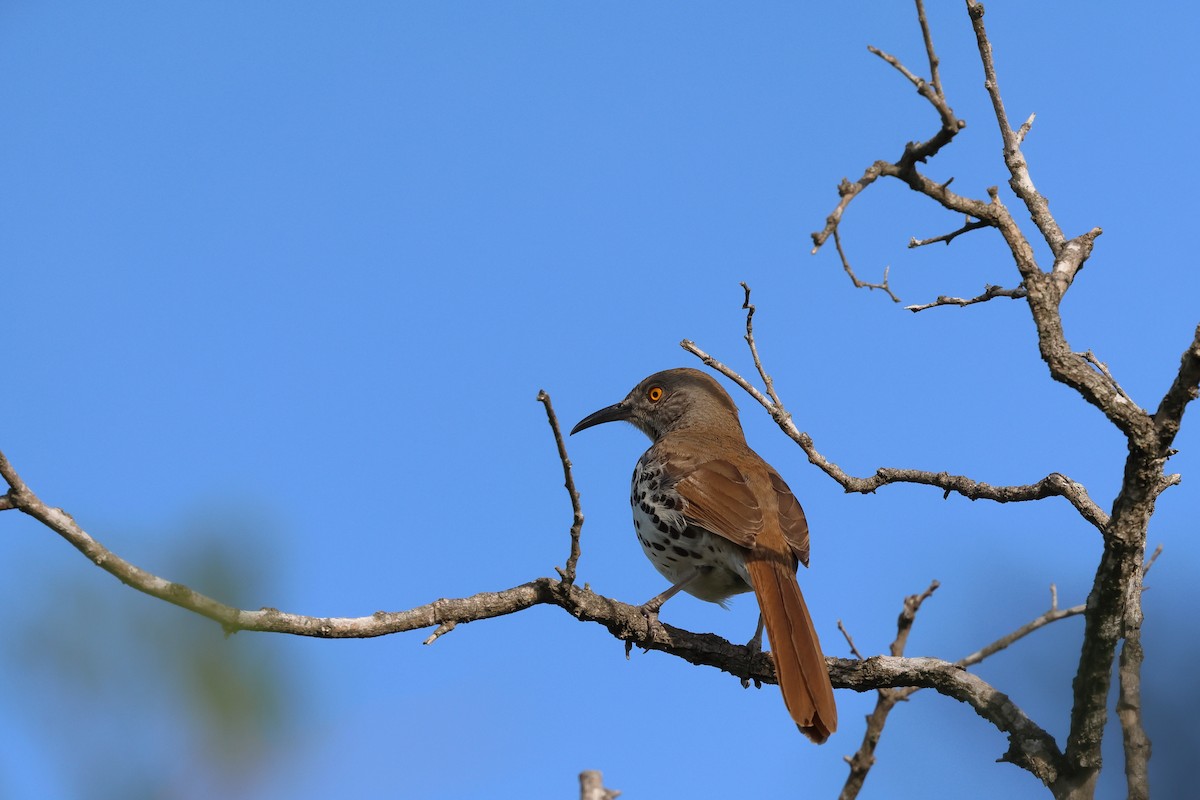 Long-billed Thrasher - ML617403580