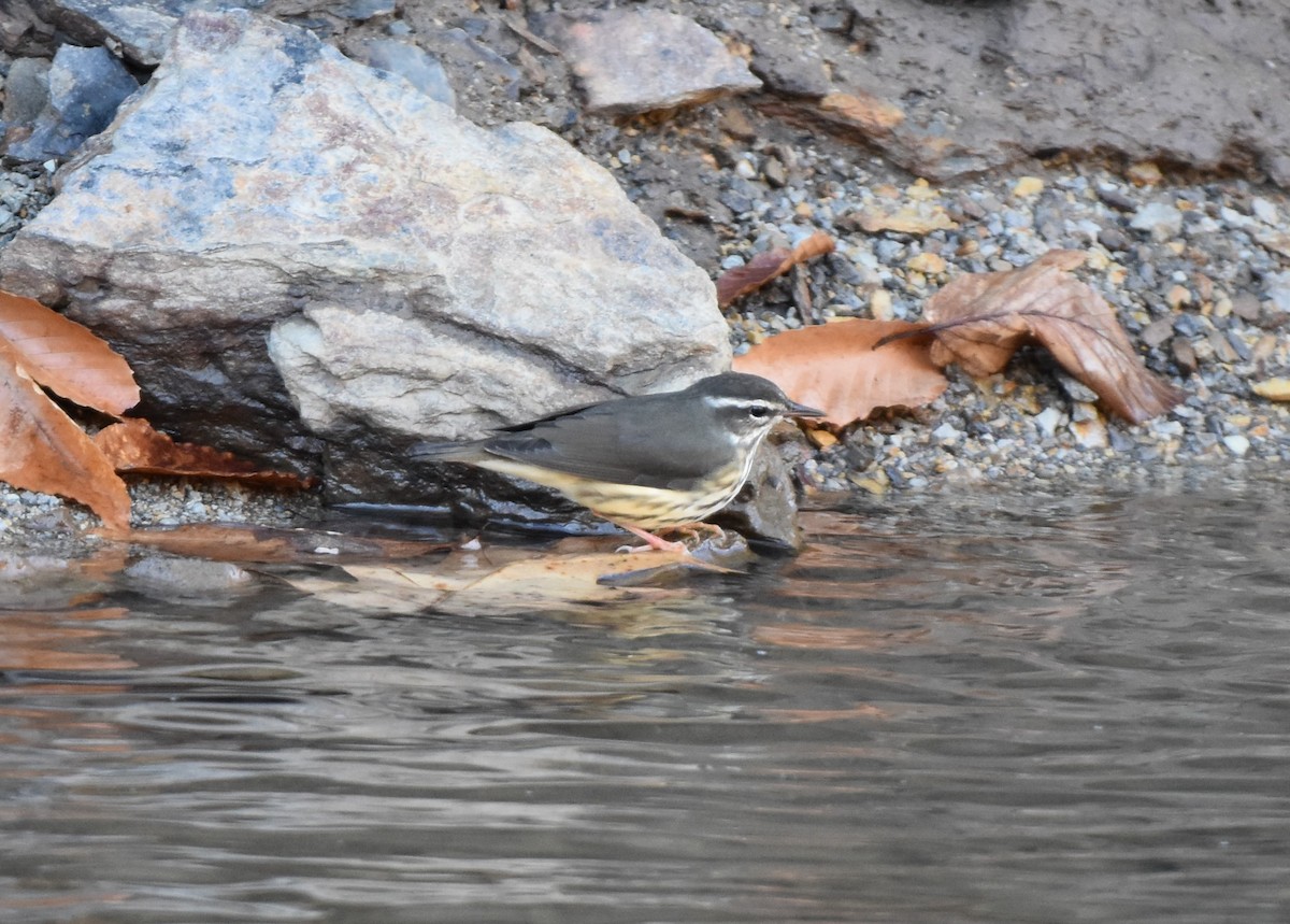 Louisiana Waterthrush - ML617403583