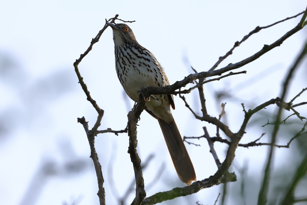 Long-billed Thrasher - ML617403588