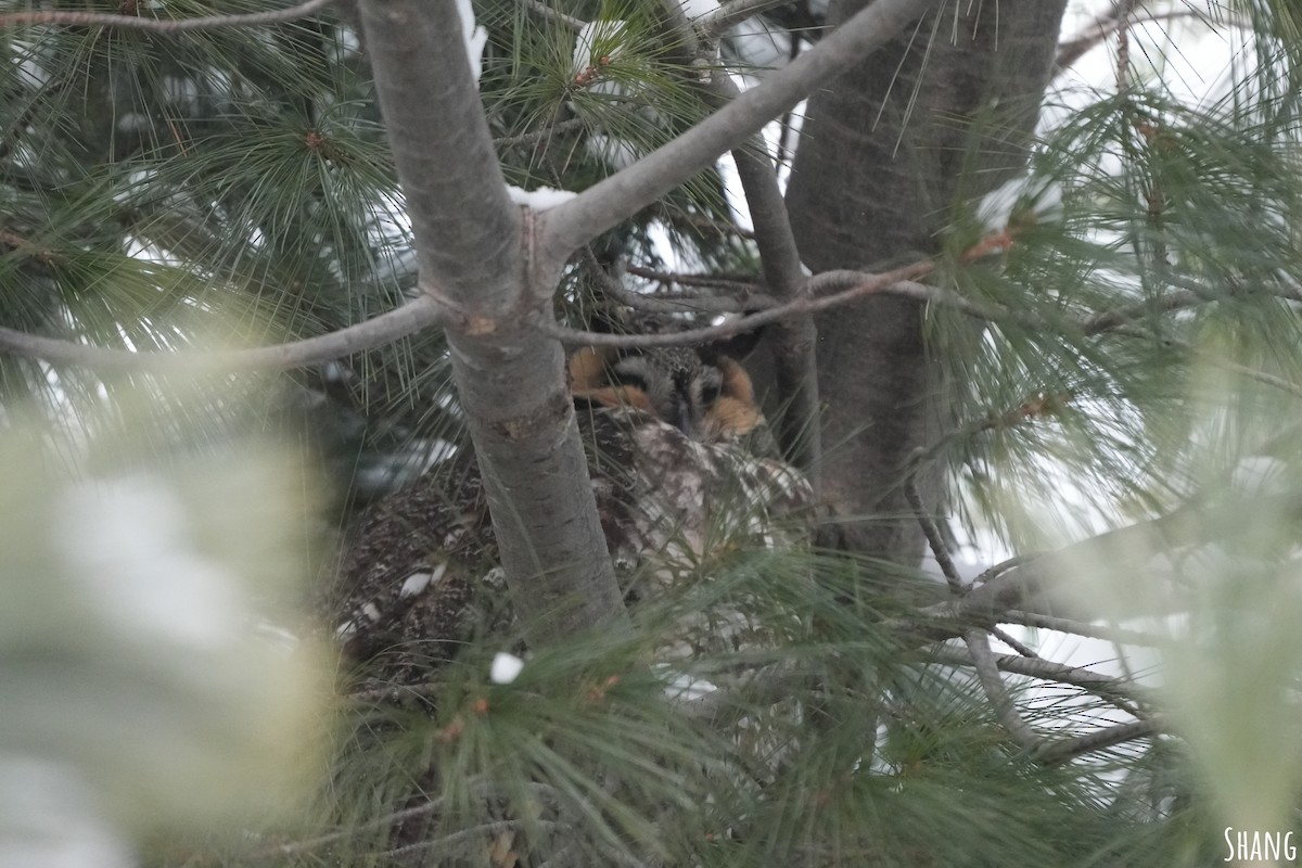 Long-eared Owl - ML617403599