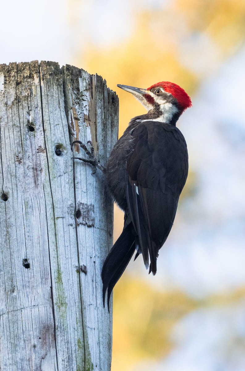 Pileated Woodpecker - ML617403606