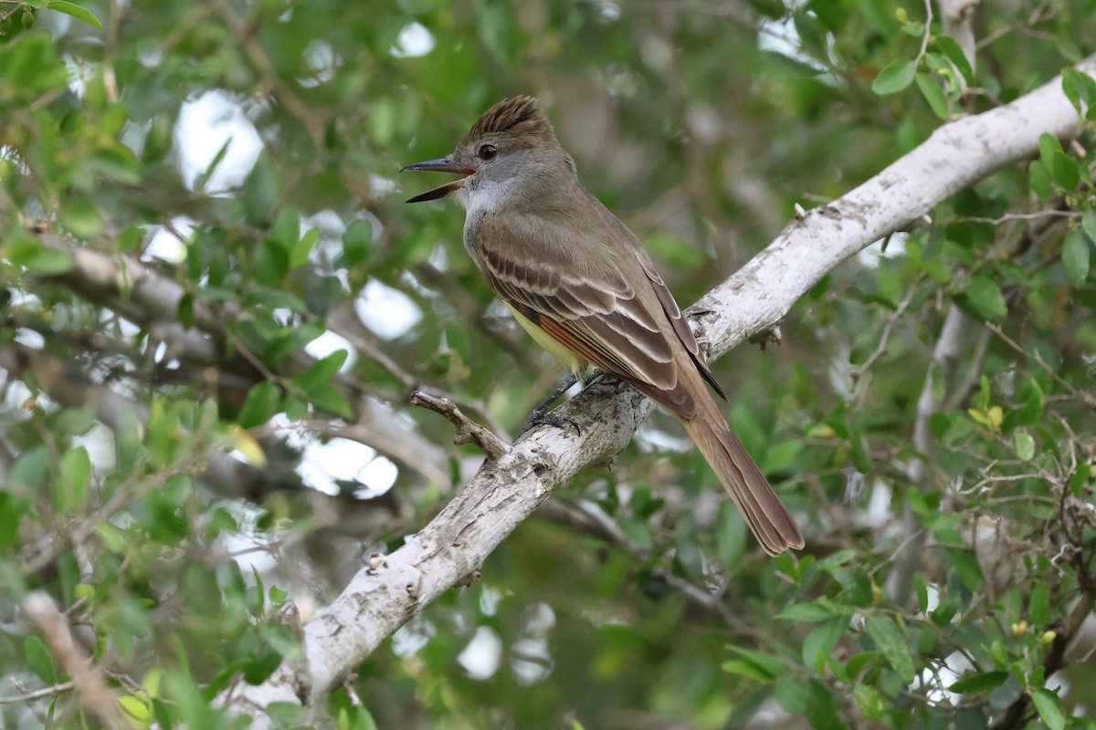 Great Crested Flycatcher - ML617403611