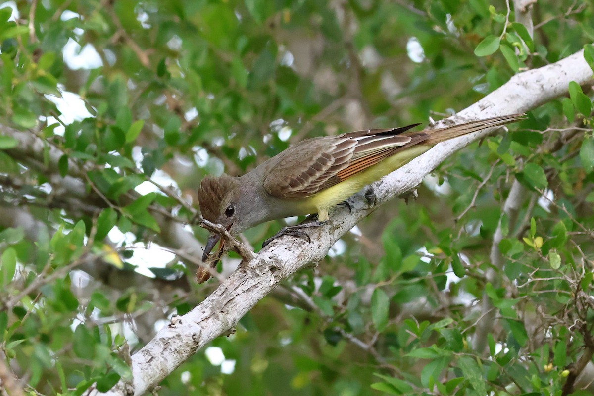 Great Crested Flycatcher - ML617403621