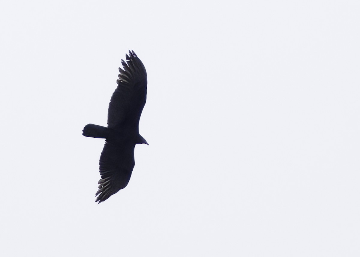 Turkey Vulture - ML617403622