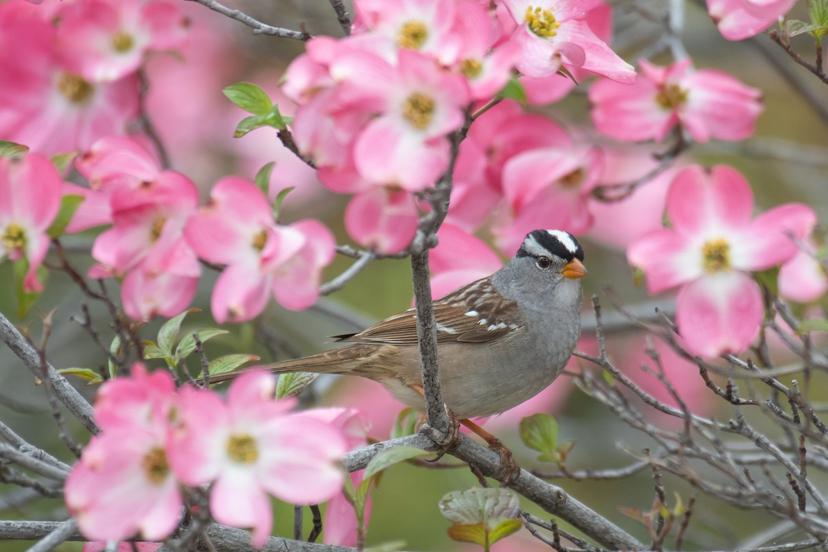 White-crowned Sparrow - Della Alcorn