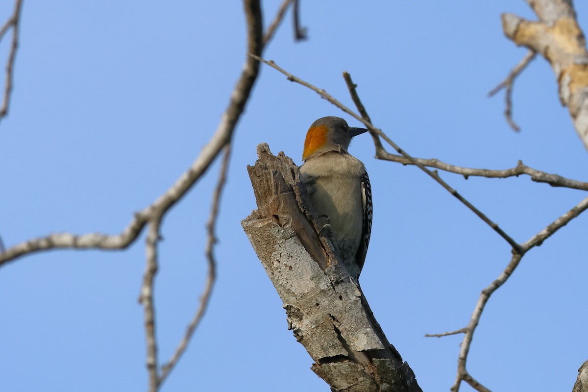 Golden-fronted Woodpecker - ML617403635