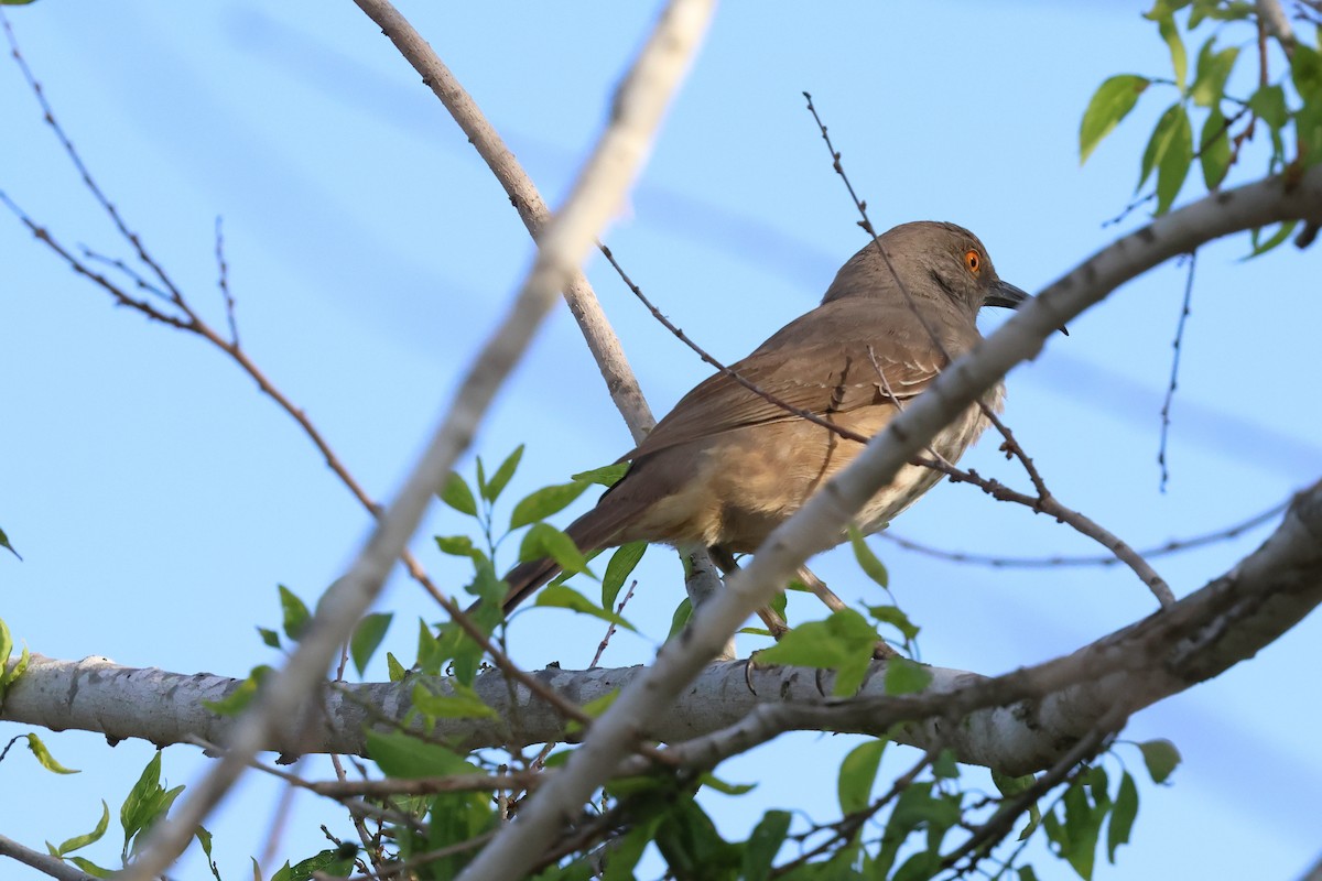 Curve-billed Thrasher - ML617403639