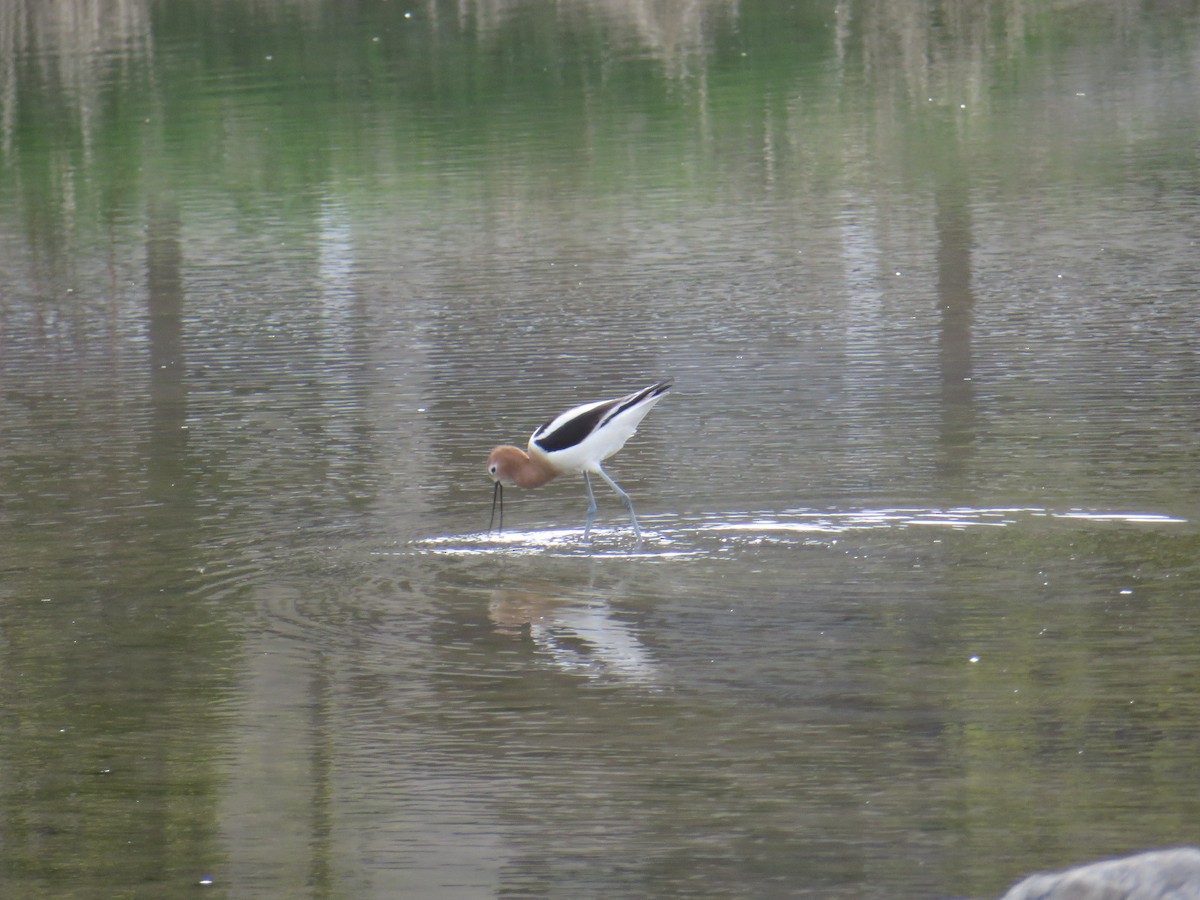 Avocette d'Amérique - ML617403656