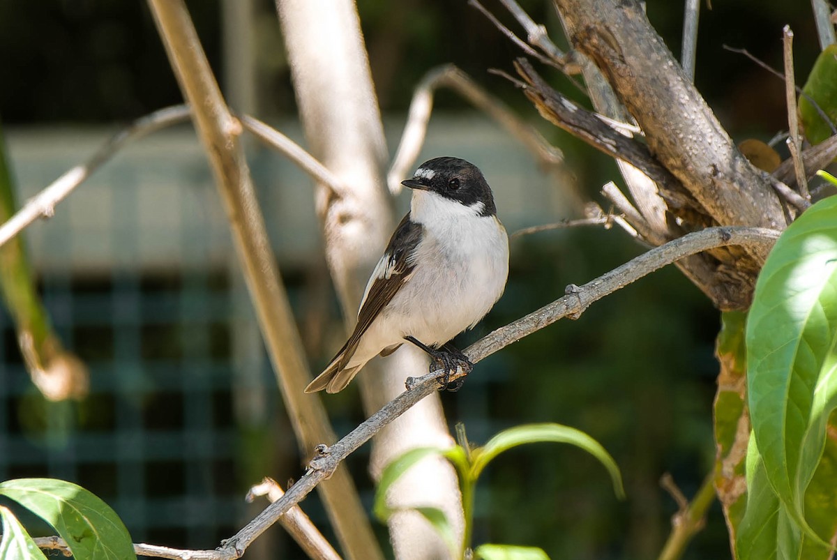 European Pied Flycatcher - ML617403662