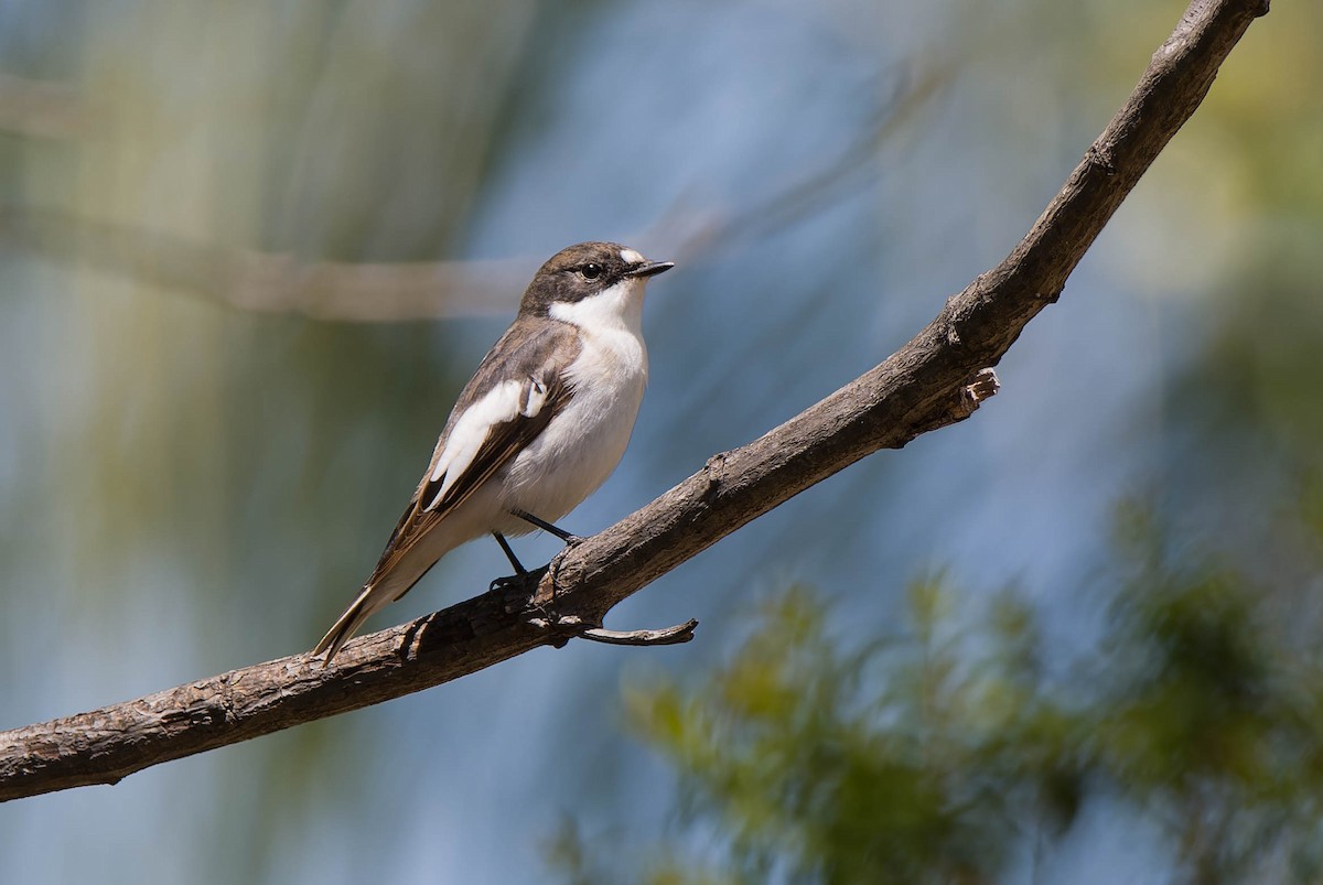 European Pied Flycatcher - ML617403664