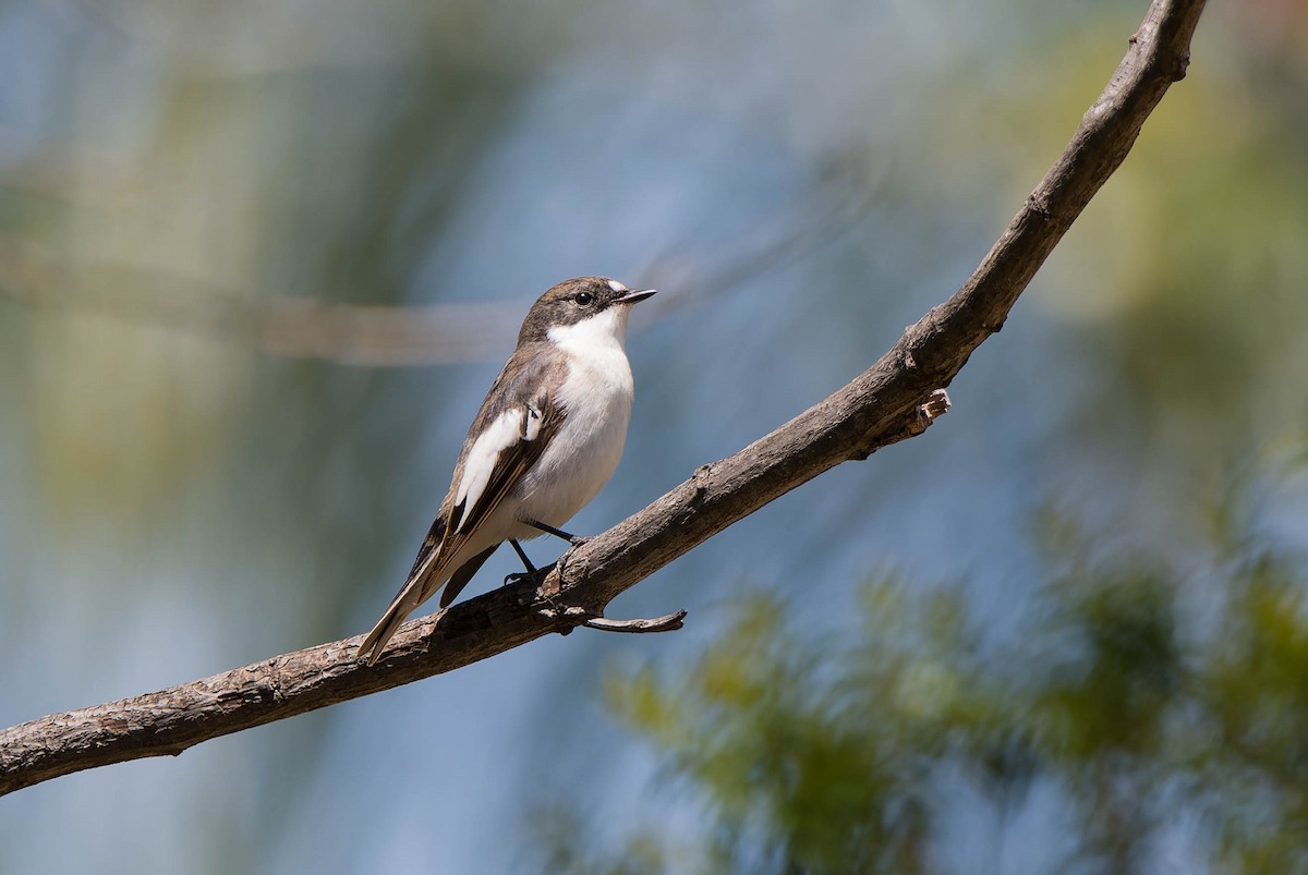 European Pied Flycatcher - ML617403667