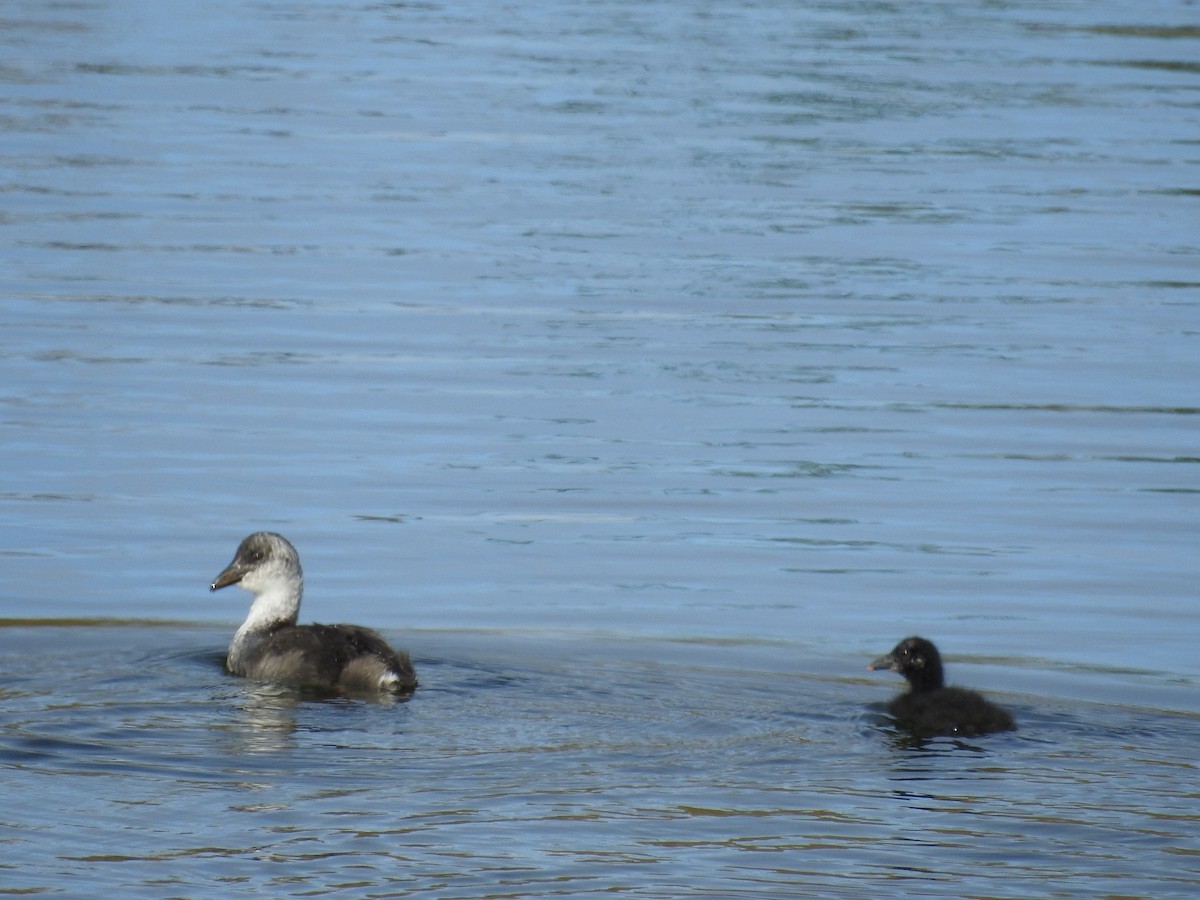 Red-gartered Coot - ML617403676