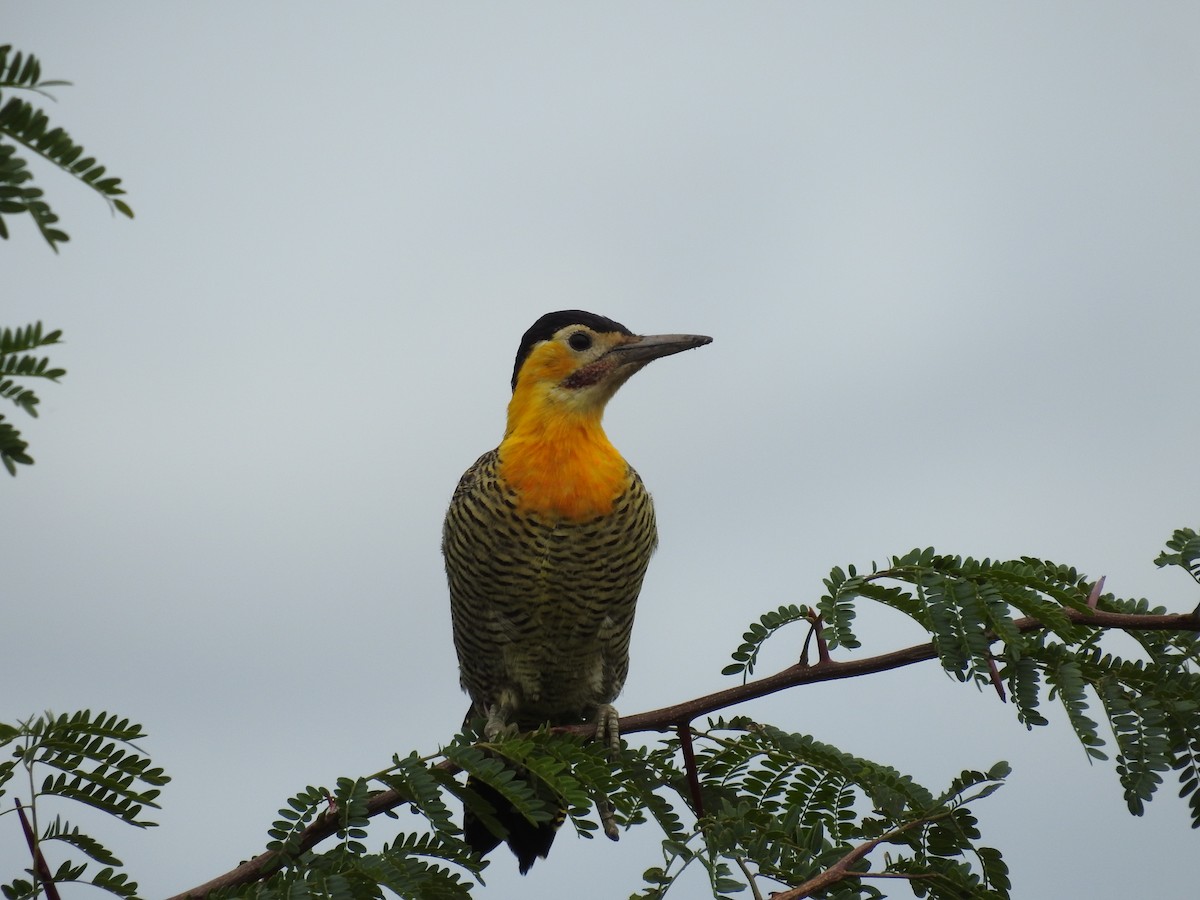 Carpintero Campestre - ML617403697