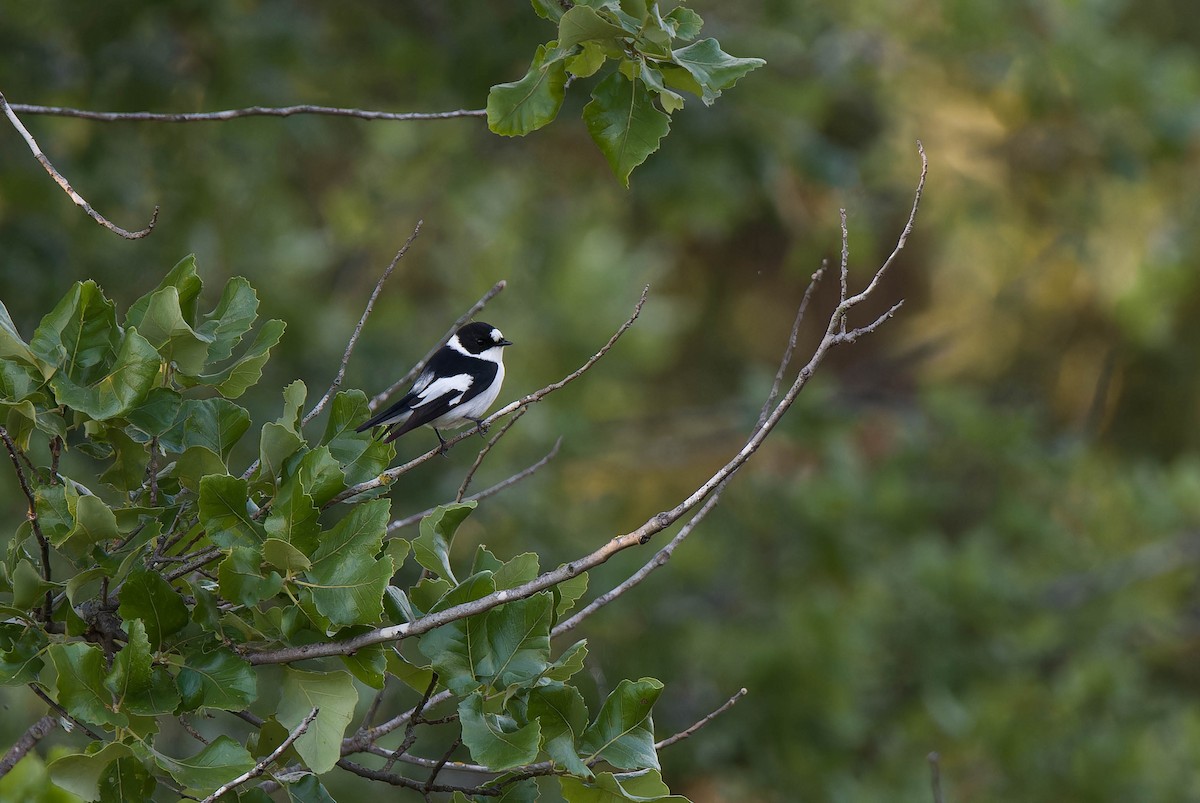 Collared Flycatcher - ML617403703