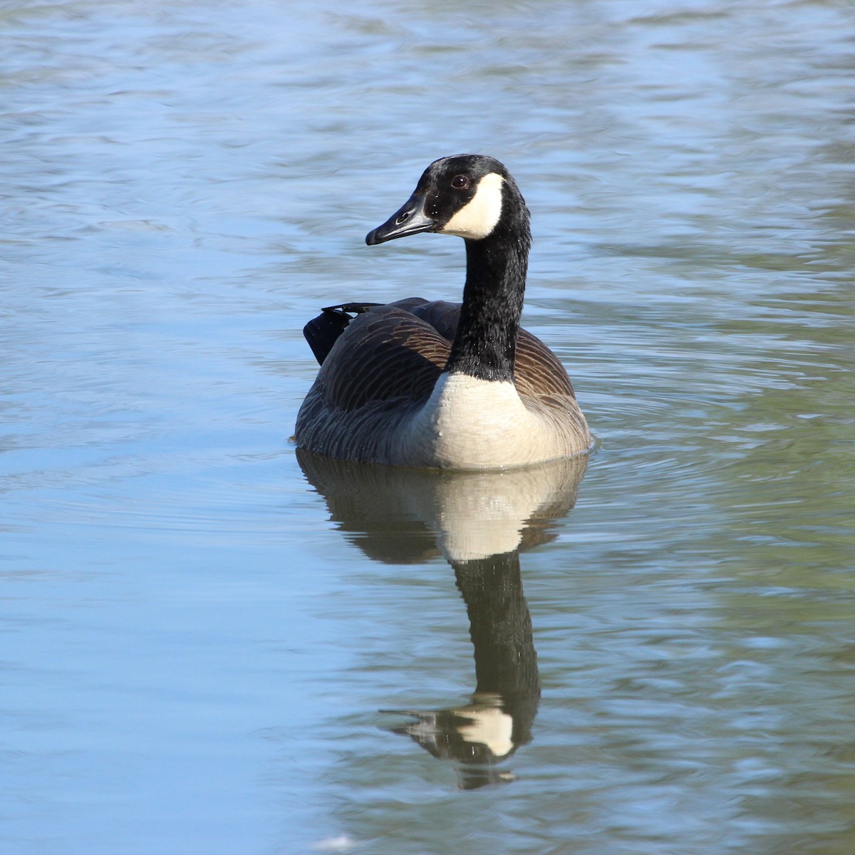 Canada Goose - Justin Merry