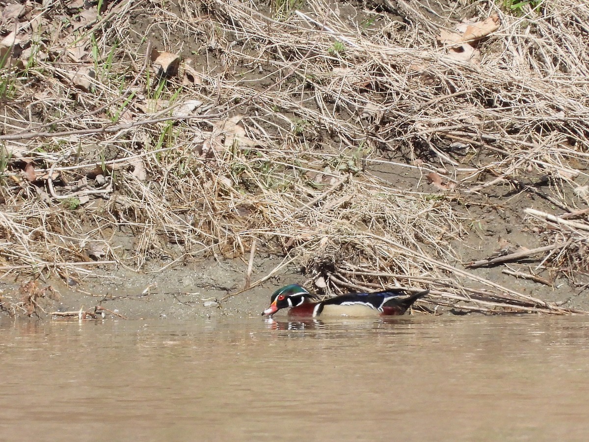 Wood Duck - ML617403710