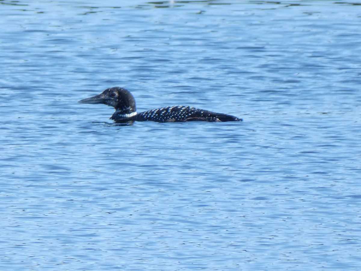 Common Loon - Richard  Zielinski