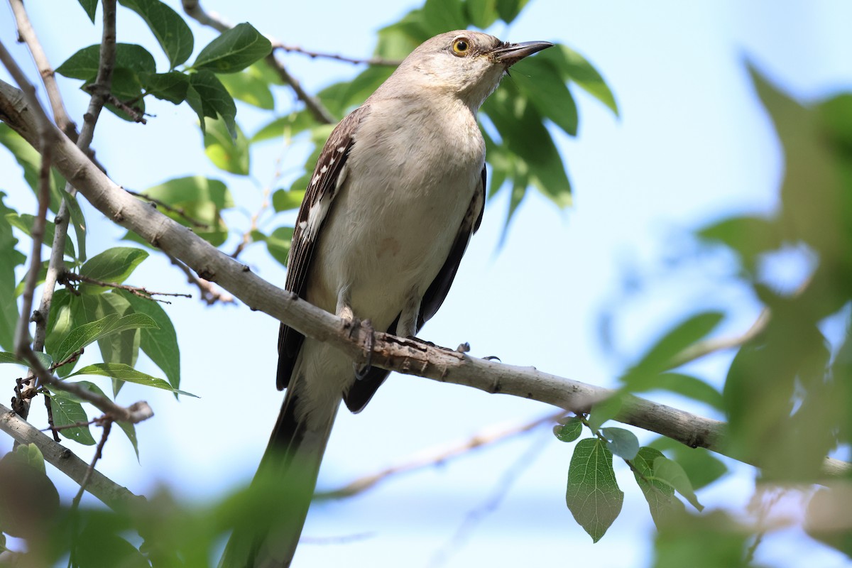 Northern Mockingbird - ML617403724