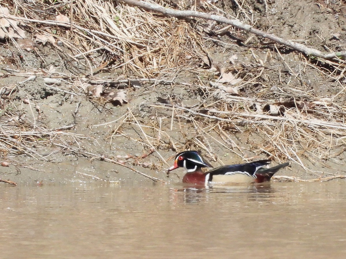 Wood Duck - Francois Bourret