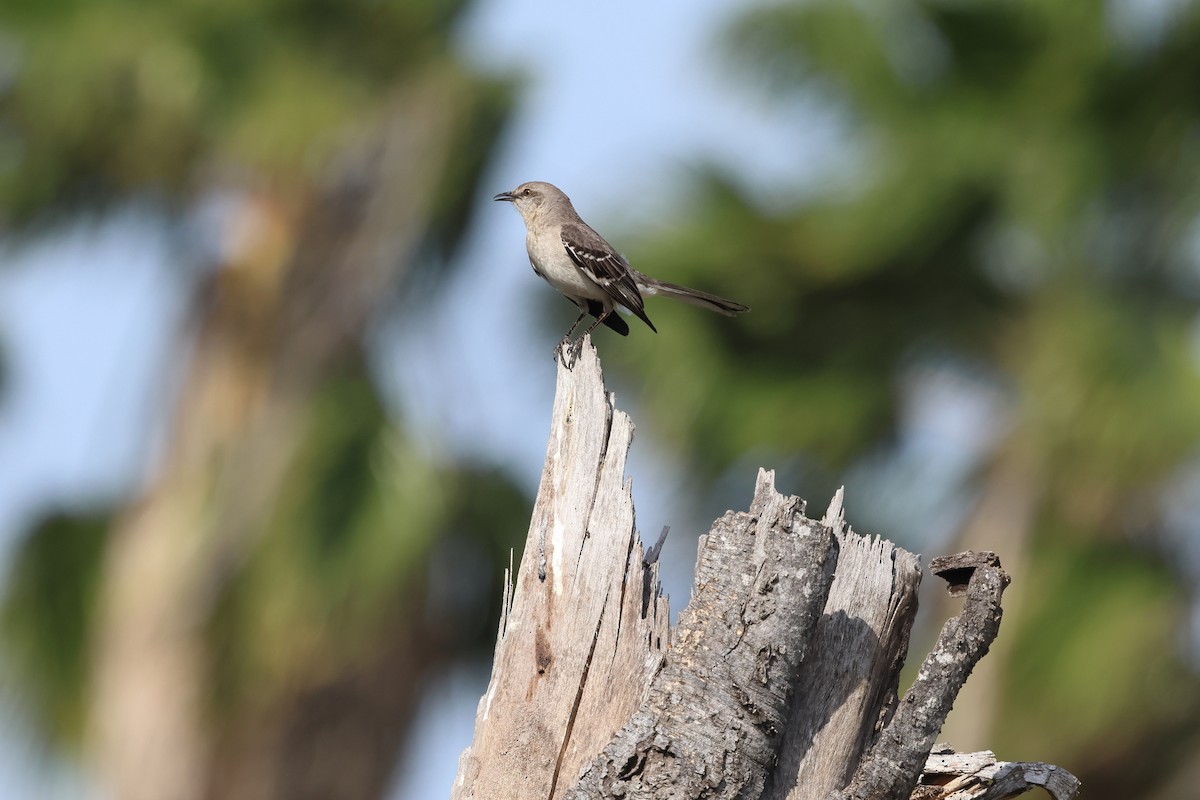 Northern Mockingbird - ML617403728