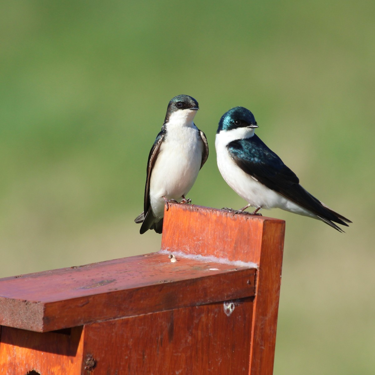 Tree Swallow - Justin Merry