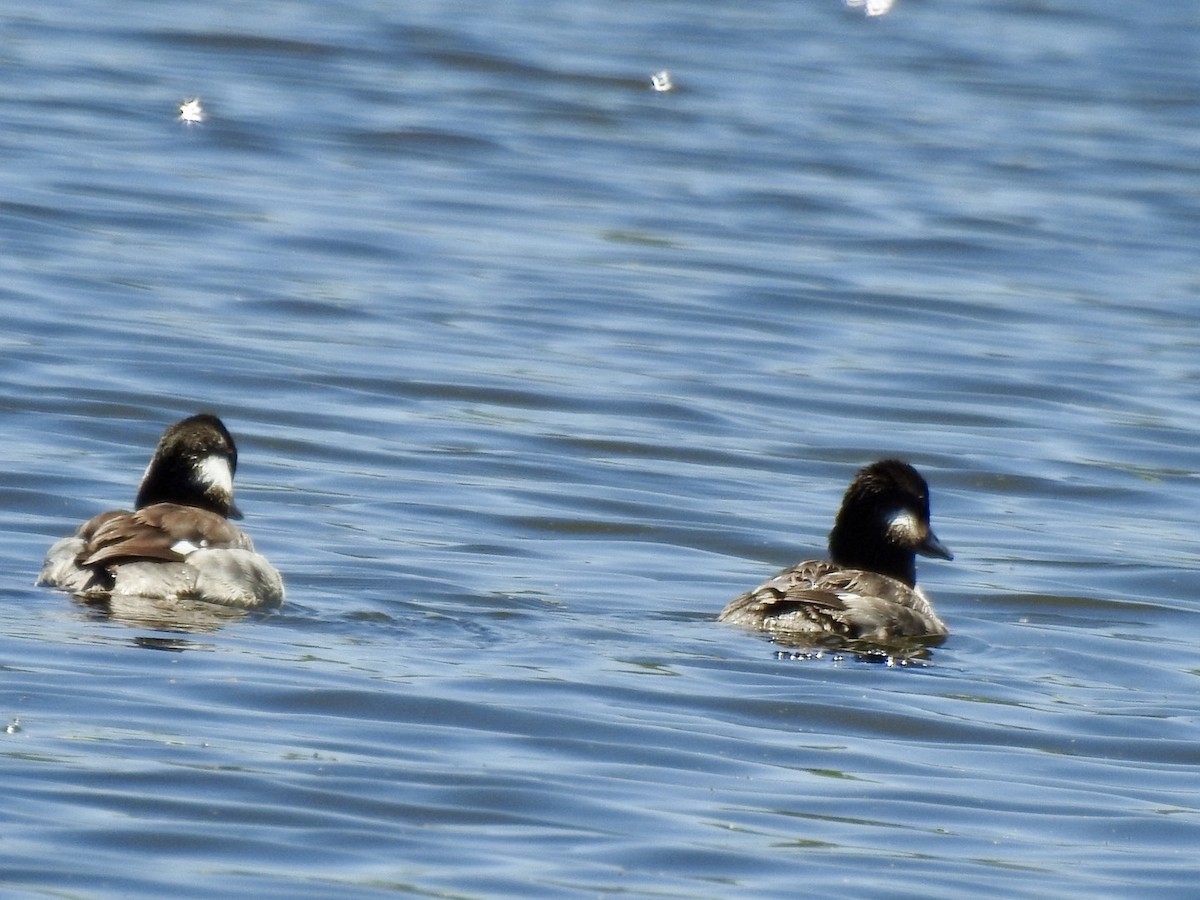 Bufflehead - ML617403782