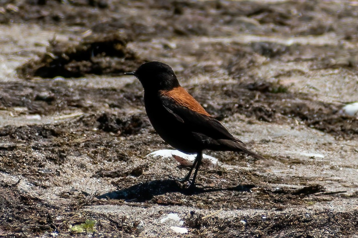 patagonianegrito - ML617403790