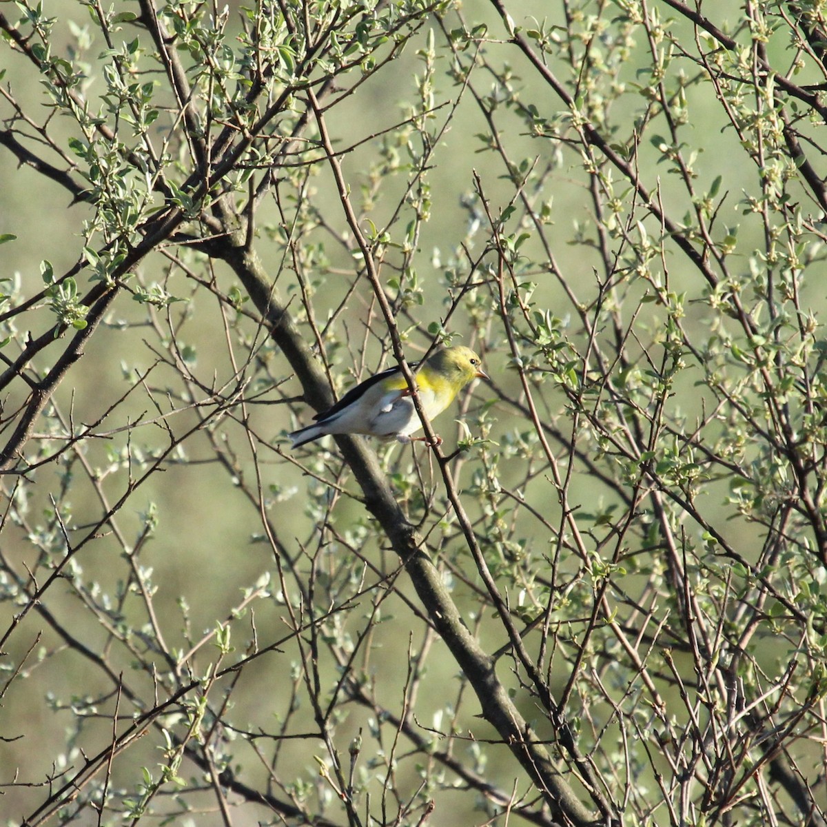 American Goldfinch - Justin Merry