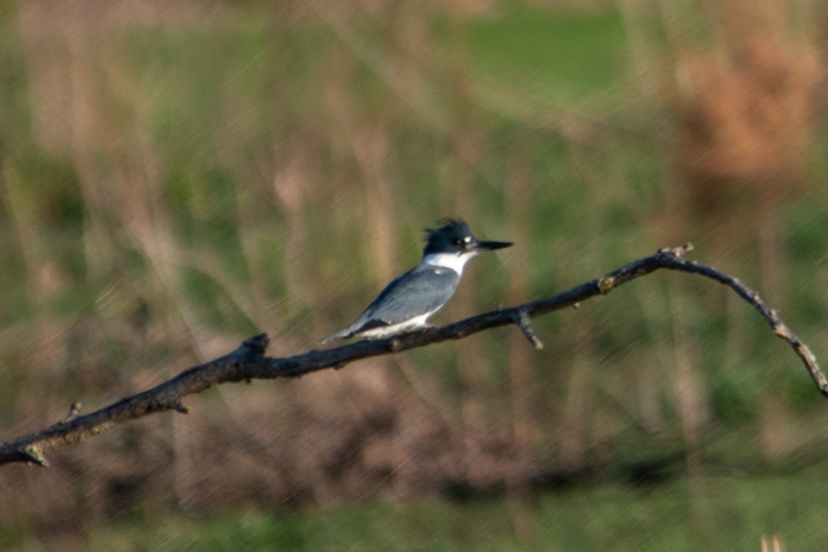 Belted Kingfisher - ML617403796