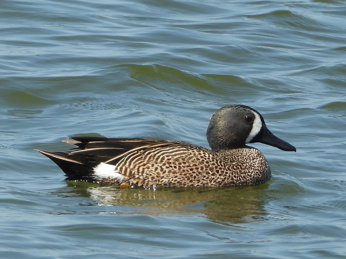 Blue-winged Teal - ML617403798