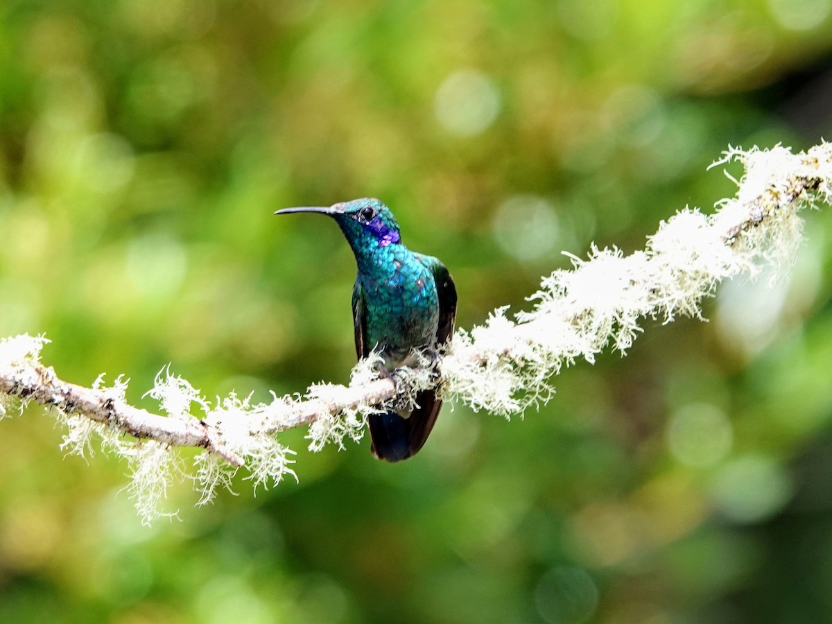 kolibřík modrouchý - ML617403799