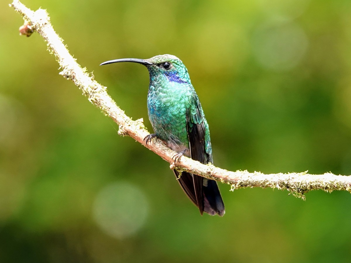 kolibřík modrouchý - ML617403800