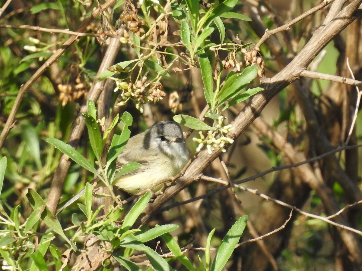 Straneck's Tyrannulet - ML617403837