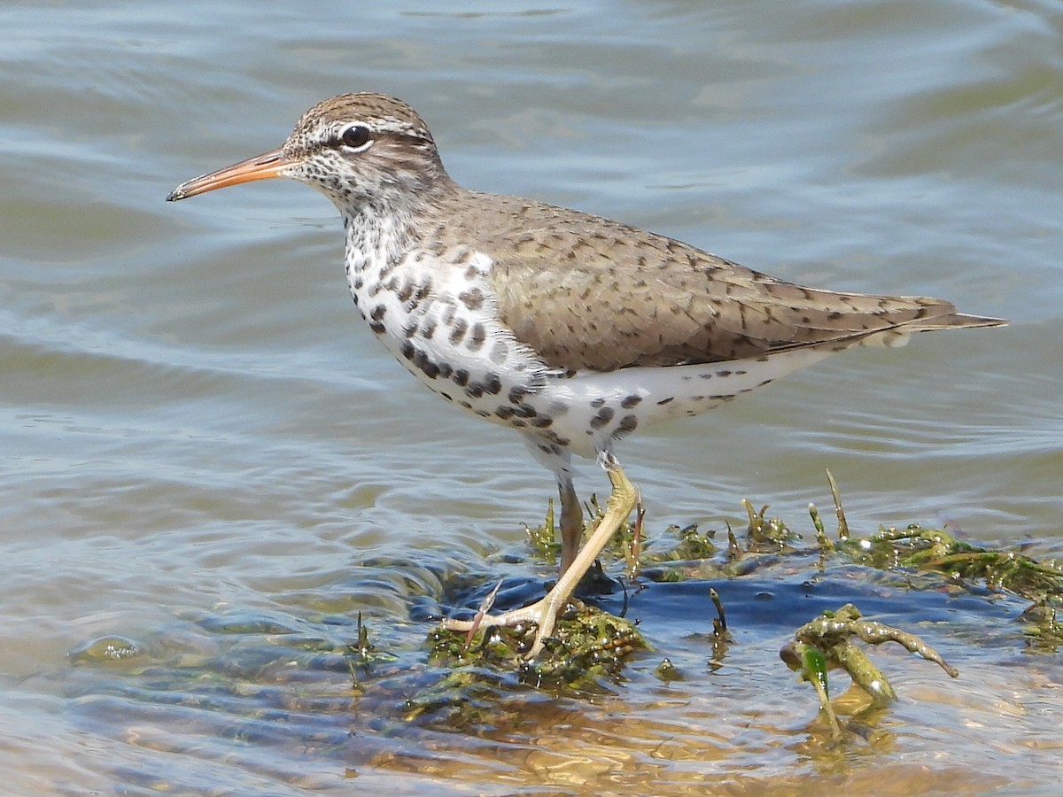 Spotted Sandpiper - ML617403848