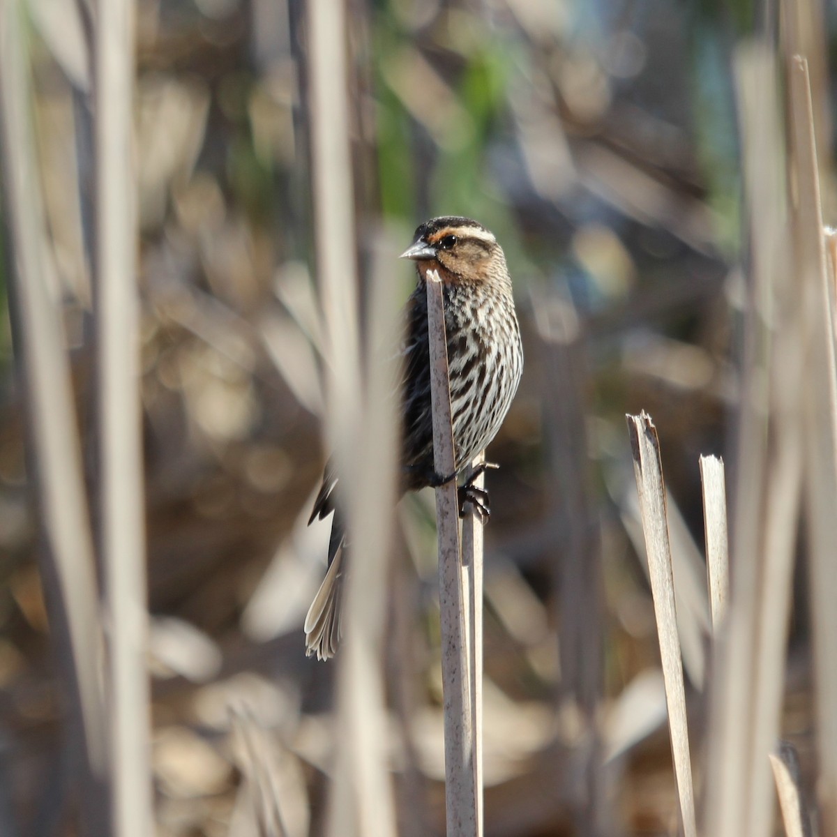 Red-winged Blackbird - Justin Merry