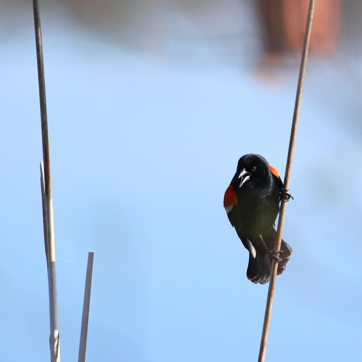 Red-winged Blackbird - Justin Merry